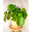 Pile Peperomioides (Çin Para Bitkisi)