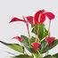 Antoryum (Anthurium Andraeanum Red) Bitkisi
