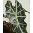 Alocasia Polly (Fil Kulağı) 20-25cm