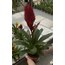 Alev Kılıcı Çiçeği (Vriesea Splendens)