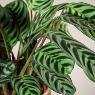 Dua Çiçeği (Özel Tür) Calathea Ctenanthe burle-marxii