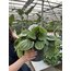 Peperomia (Zümrüt Dalgası) 20cm 