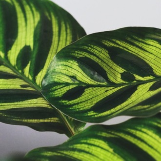 Calathea Makoyana - Tavus Kuşu Dua Çiçeği 60cm