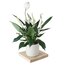 Barış Çiçeği (Spathiphyllum)