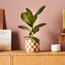 Ficus Robusta 25-35cm 