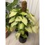 Syngonium - Ok Ucu Bitkisi 65Cm (Yosun Sopalı)