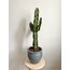 Euphorbia Ingens  (Kovboy Kaktüs) 80-90cm 