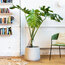 Monstera Deliciosa - Deve Tabanı 50-60cm