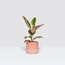 Ficus Elastica Tıneke 25-35cm