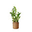 Zamia Zamioculcas (Zeze Çiçeği) XL 70-80cm