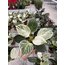 Philondendron Birkin