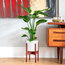 3 Köklü Strelitzia(Starliçe) - Cennet Kuşu Çiçeği 100cm