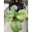  2’li Calathea Seti: Orbifolia & Makoyana