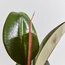Ficus Robusta 25-35cm 