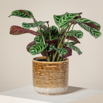 Dua Çiçeği (Özel Tür) Calathea Ctenanthe burle-marxii