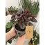 Peperomia Caperata (Zümrüt Dalgası Çiçeği)