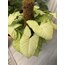 Syngonium - Ok Ucu Bitkisi 65Cm (Yosun Sopalı)