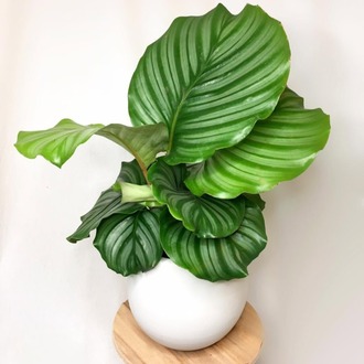 Calathea Orbifolia - Yuvarlak Yapraklı Dua Çiçeği