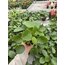 Pile Peperomioides (Çin Para Bitkisi)