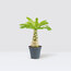 Hawaii Palmiyesi 35cm 