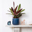 Calathea Lancifolia - Çıngıraklı Yılan Bitkisi