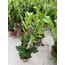 Zamia Zamioculcas (Zeze Çiçeği) XL 70-80cm