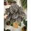 Peperomia Caperata (Zümrüt Dalgası Çiçeği)