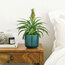 Ananas Plant (Ananas) 35Cm