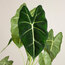 Alocasia Frydek (Fil Kulağı) 35cm