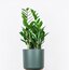 Zamia Zamioculcas (Zeze Bitkisi) L 60cm