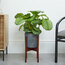 Calathea Orbifolia Büyük Boy 