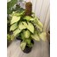 Syngonium - Ok Ucu Bitkisi 65Cm (Yosun Sopalı)
