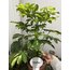 Schefflera Arboricola Gold Capella (Alacalı Şeflera - Şeflera Bitkisi - Şemsiye Ağacı)