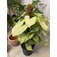 Syngonium - Ok Ucu Bitkisi 65Cm (Yosun Sopalı)