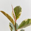 Ficus Elastica Tıneke 25-35cm