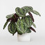Calathea Medallion - Madalyon Dua Çiçeği 50cm