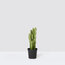 Euphorbia Trigona (Süt Kaktüsü)