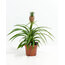 Ananas Plant (Ananas) 35Cm