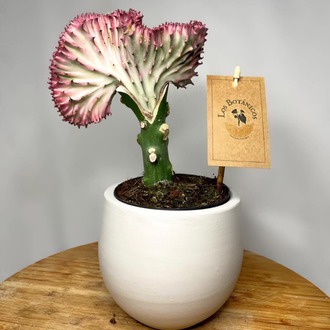 Euphorbia Lactea ‘Cristata’ - Mercan Kaktüsü
