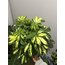 Schefflera Arboricola Gold Capella (Alacalı Şeflera - Şeflera Bitkisi - Şemsiye Ağacı)