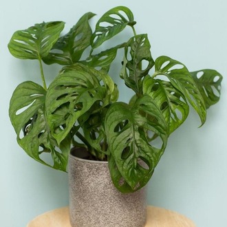 Monstera Adansonii - Maymun Maskesi Bitkisi