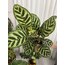  2’li Calathea Seti: Orbifolia & Makoyana