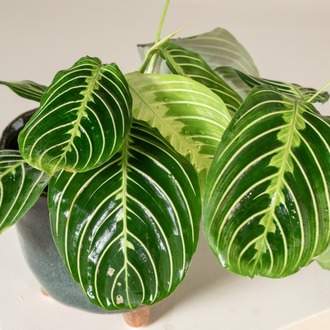 Maranta Fascinator - Büyüleyici Dua Çiçeği 