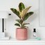 Ficus Elastica Tıneke 25-35cm