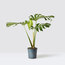 Monstera Deliciosa - Deve Tabanı 50-60cm
