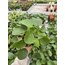 Pile Peperomioides (Çin Para Bitkisi)