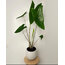 Alocasia Zebrina - Zebra Desenli Fil Kulağı 85cm