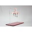Starly Steel Earring