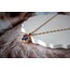 Auroro Prences Steel Necklace