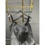 “LIMITED”  Dolce & Gabbana Dress 